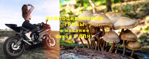 стаф Богданович